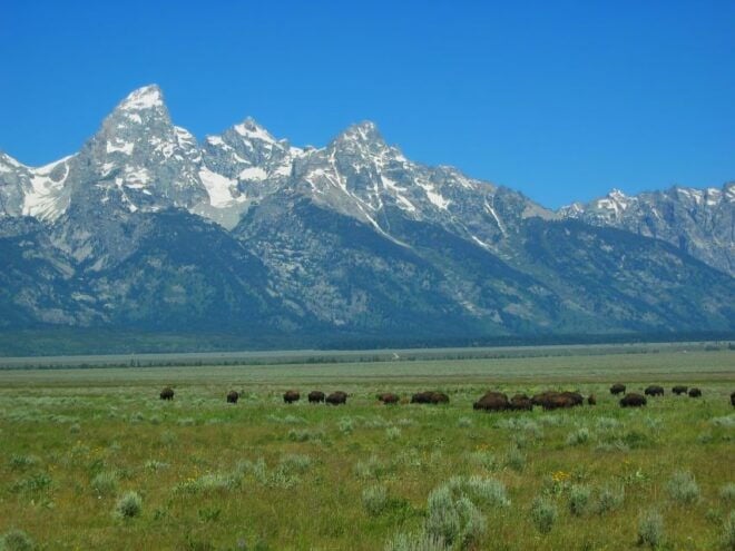 From Jackson: Half-Day Grand Teton National Park Tour - Live Tour Guide and Pickup Included