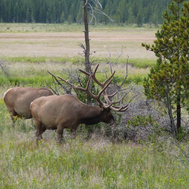 From Jackson: Half-Day Grand Teton National Park Tour - Experience Highlights