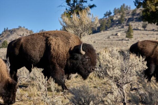 From Jackson: Half-Day Grand Teton National Park Tour - Review Summary