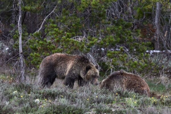From Jackson: Half-Day Grand Teton National Park Tour - The Sum Up