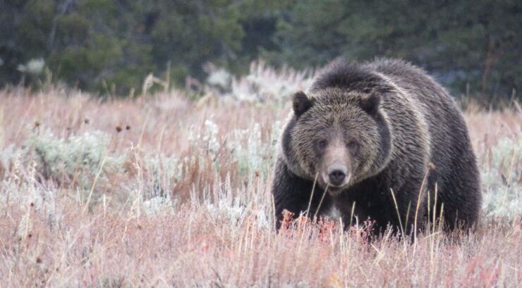 From Jackson Hole: Grand Teton National Park Sunrise Tour - Experience Highlights