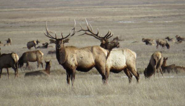 From Jackson Hole: Grand Teton National Park Sunrise Tour - Tour Highlights