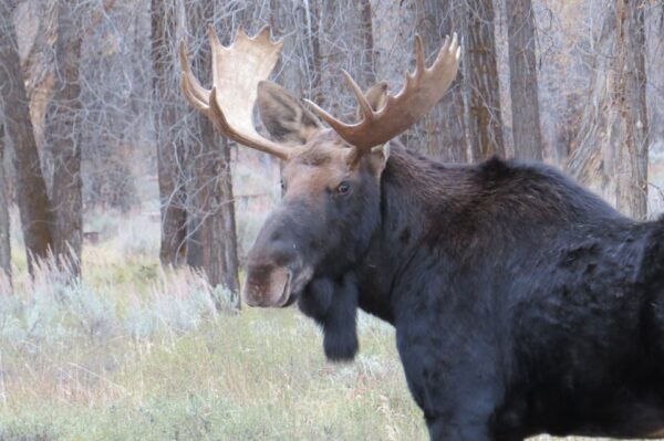 From Jackson Hole: Grand Teton National Park Sunrise Tour - Common Questions