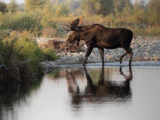 From Jackson Hole: Half-Day Grand Teton Wildlife Tour - Important Information