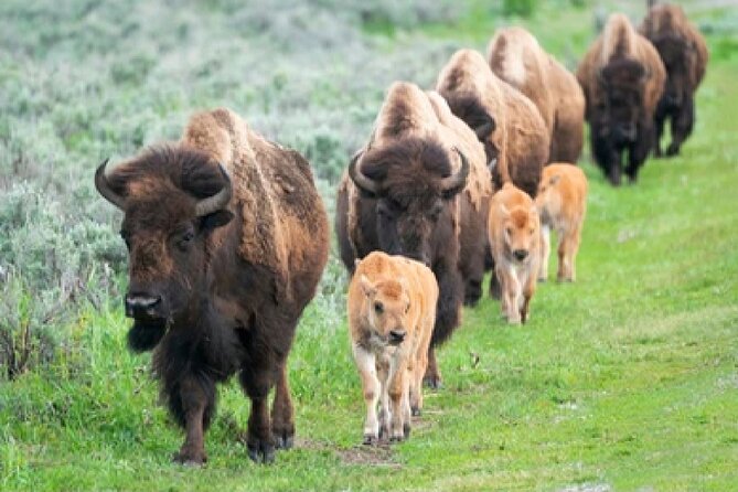 From Jackson Hole: Yellowstone Old Faithful, Waterfalls and Wildlife Day Tour - Common Questions