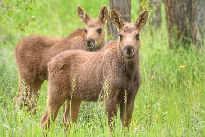 From Jackson Hole: Yellowstone Old Faithful, Waterfalls and Wildlife Day Tour - Tour Highlights