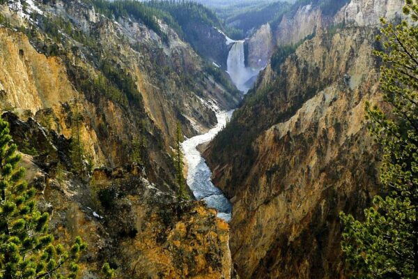 From Jackson: Yellowstone Day Tour Including Entrance Fee - Witnessing the Power of the Lower Falls