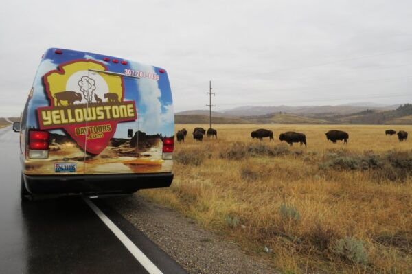 From Jackson: Yellowstone Day Tour Including Entrance Fee - Common Questions