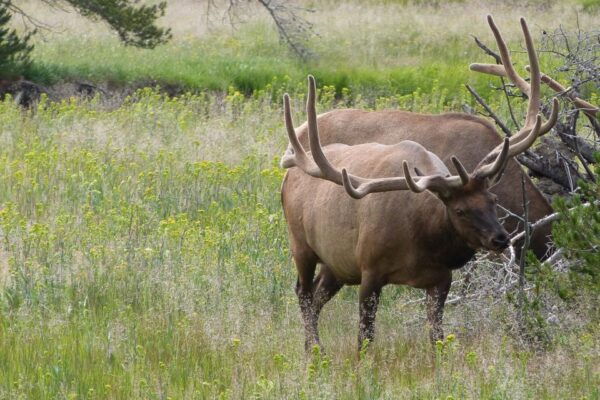From Jackson: Yellowstone National Park Day Trip With Lunch - The Sum Up