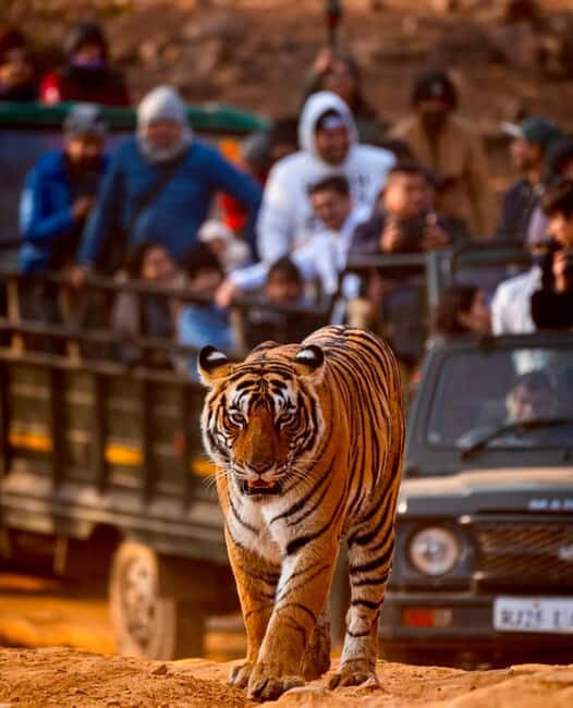 From Jaipur : 2 Days 1 Night Ranthambore Tiger Safari Tour - Good To Know