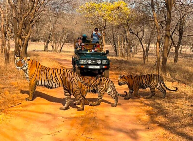 From Jaipur : 2 Days 1 Night Ranthambore Tiger Safari Tour - Transport & Logistics