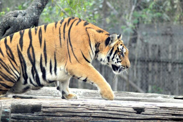 From Jaipur : 2 Days 1 Night Ranthambore Tiger Safari Tour - Tour Details