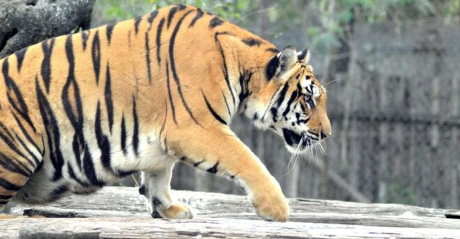 From Jaipur : 2 Days 1 Night Ranthambore Tiger Safari Tour - Day 2 Itinerary