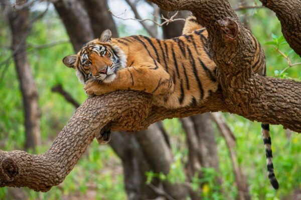 From Jaipur : 2 Days 1 Night Ranthambore Tiger Safari Tour - The Sum Up