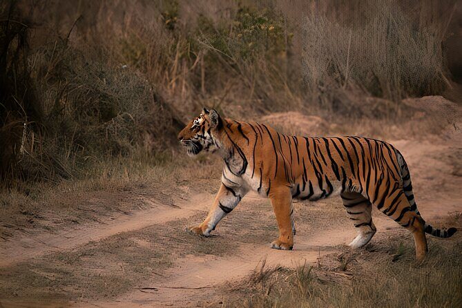 From Jaipur: 2 Days Private Tour of Ranthanbore Tigers Safari - Authentic Insights from Reviewers