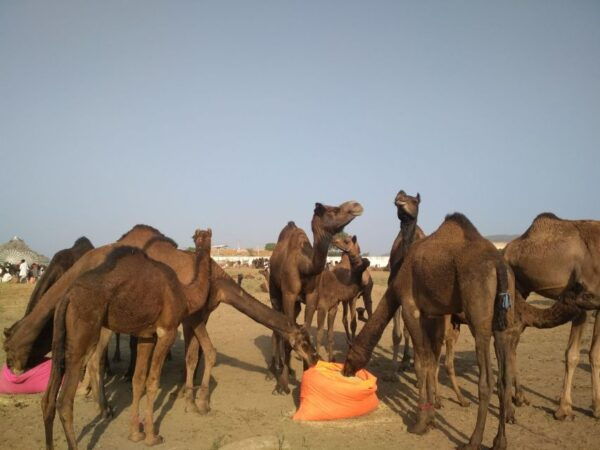From Jaipur: Ajmer and Pushkar Private Tour By Ac Car - Frequently Asked Questions
