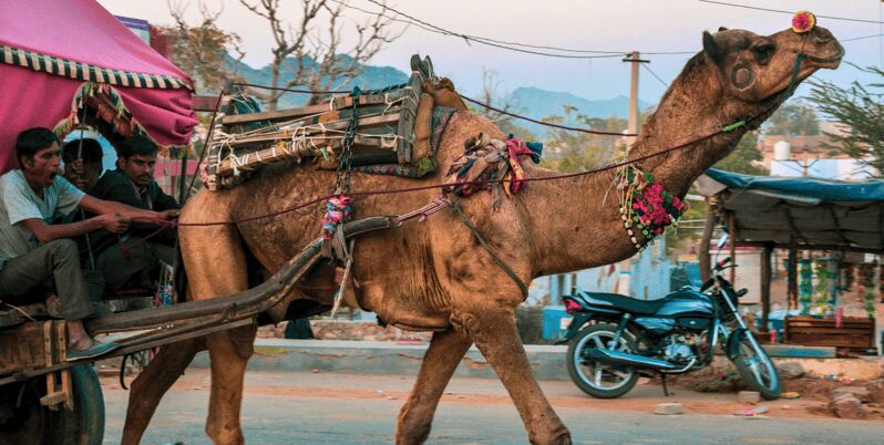 From Jaipur : Ajmer Pushkar Private Tour by Cab with Guide - FAQ