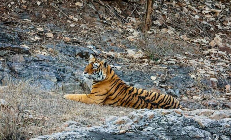 From Jaipur All-Inclusive Ranthambore Tiger Safari Day Tour - An In-Depth Review of the Jaipur-Ranthambore Experience