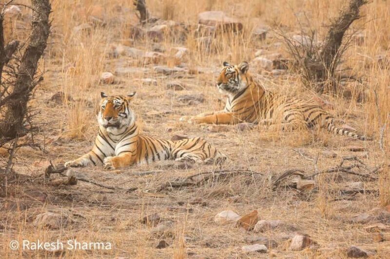 From Jaipur All-Inclusive Ranthambore Tiger Safari Day Tour - Who Is This Tour Best For?