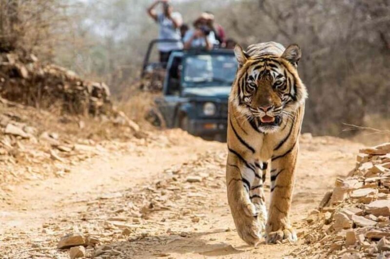 From Jaipur: Explore Ranthambore on a Tiger Safari Day Trip - Introduction & Overview