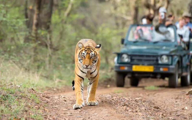 From Jaipur: Explore Ranthambore on a Tiger Safari Day Trip - Transport & Group Size