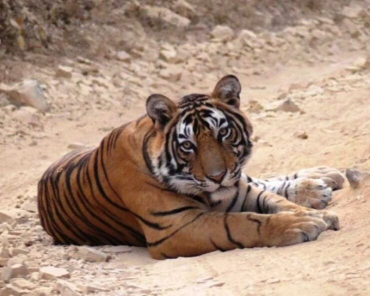 From Jaipur: Guided Ranthambore Tour With Cab - Activity Highlights