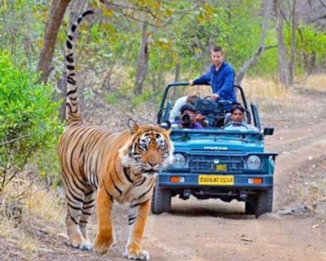 From Jaipur: Guided Ranthambore Tour With Cab - Inclusions