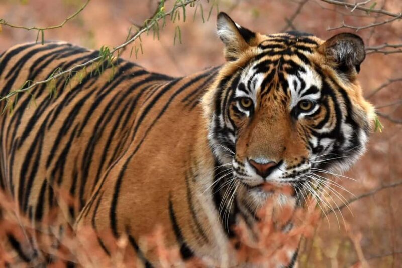 From Jaipur: One Day Trip to Ranthambore Tiger Safari - Introduction: What to Expect from This Wildlife Excursion