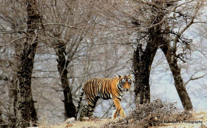 From Jaipur: One Day Trip to Ranthambore Tiger Safari - Who Will Love This Tour?