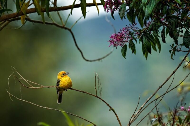 From Jaipur: One Day Trip to Ranthambore Tiger Safari - FAQ