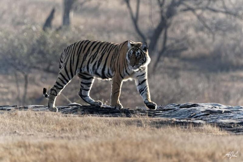From Jaipur: One Day Trip to Ranthambore Tiger Safari - Final Thoughts