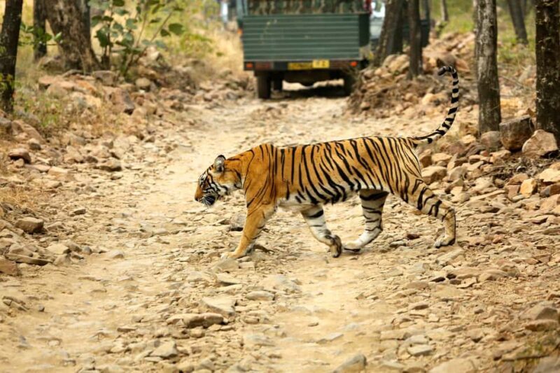 From Jaipur: One Day Trip to Ranthambore Tiger Safari - Good To Know