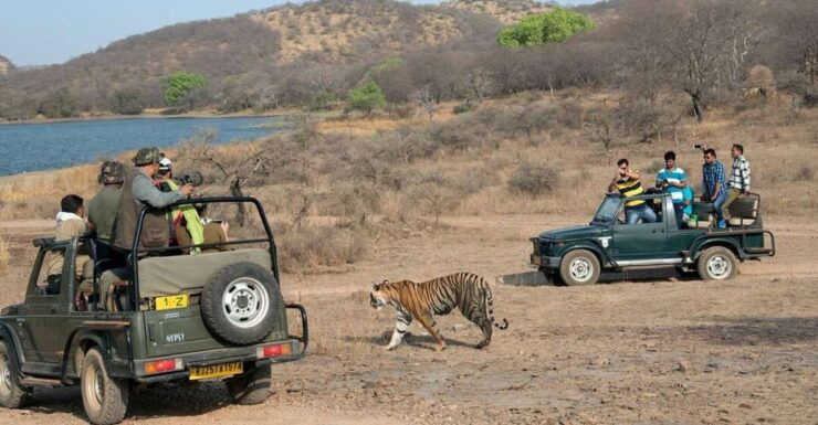 From Jaipur: Overnight Ranthambore Tiger Safari Private Tour - Tour Details