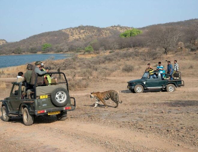 From Jaipur: Overnight Ranthambore Tiger Safari Private Tour - Itinerary
