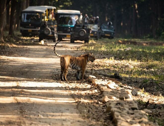 From Jaipur: Overnight Ranthambore Tiger Safari Private Tour - Experience Highlights