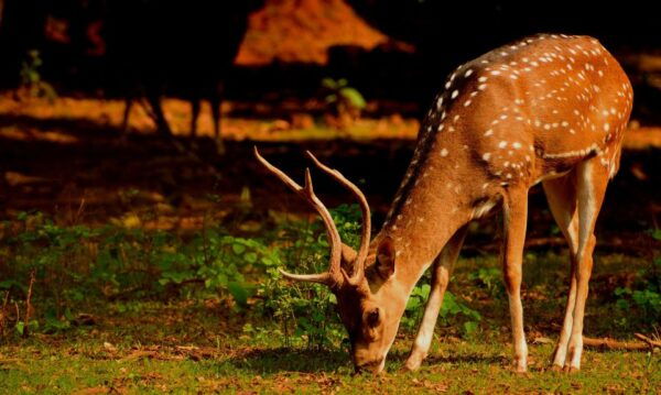 From Jaipur: Overnight Ranthambore Tiger Safari Private Tour - Directions