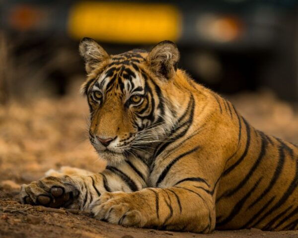 From Jaipur: Overnight Ranthambore Tiger Safari Private Tour - The Sum Up