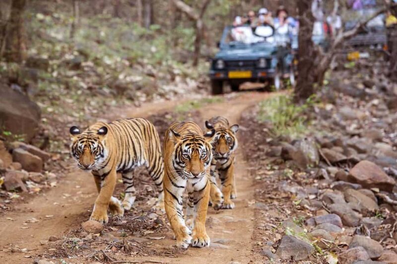 From Jaipur: Praivte Ranthambore Tour By Jeep Canter Safari - The Journey from Jaipur to Ranthambore: What to Expect