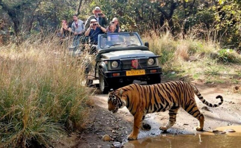 From Jaipur: Praivte Ranthambore Tour By Jeep Canter Safari - Who Will Enjoy This Tour?