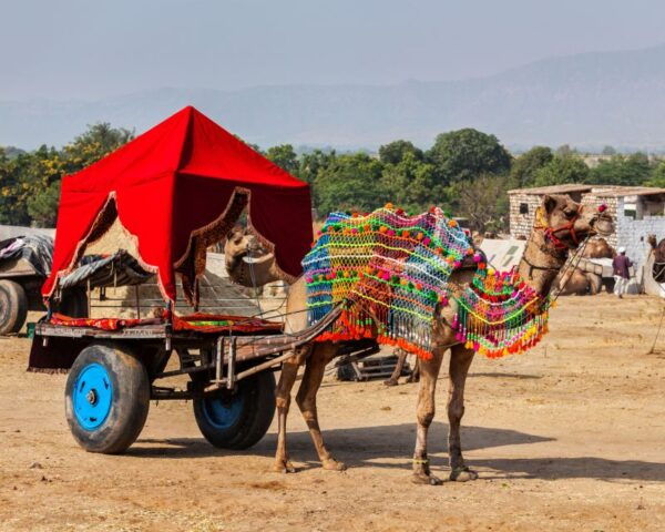 From Jaipur : Private Ajmer Pushkar Tour by Cab - Itinerary