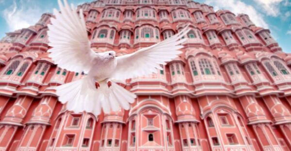 From Jaipur: Private Amber Fort, Jal Mahal and More Car Tour - Frequently Asked Questions