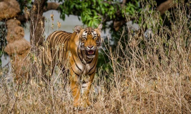 From Jaipur: Private Ranthambore Day Trip With Tiger Safari - Highlights