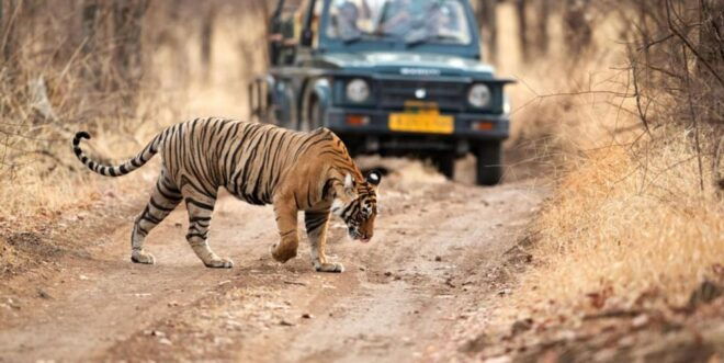 From Jaipur: Private Ranthambore Day Trip With Tiger Safari - Pricing