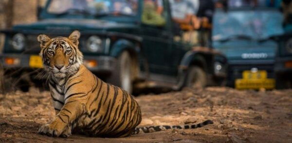 From Jaipur: Private Ranthambore Day Trip With Tiger Safari - Booking Details