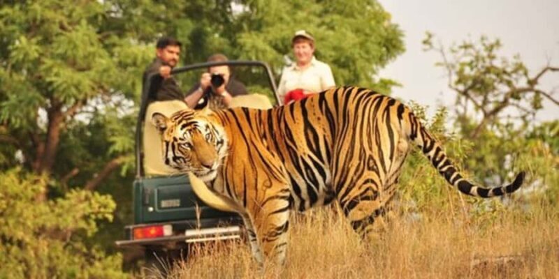 From Jaipur: Private Ranthambore Park Trip with Tiger Safari - An Honest Breakdown of the Tour Experience