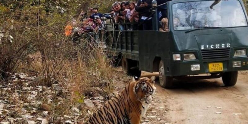From Jaipur: Private Ranthambore Park Trip with Tiger Safari - FAQ