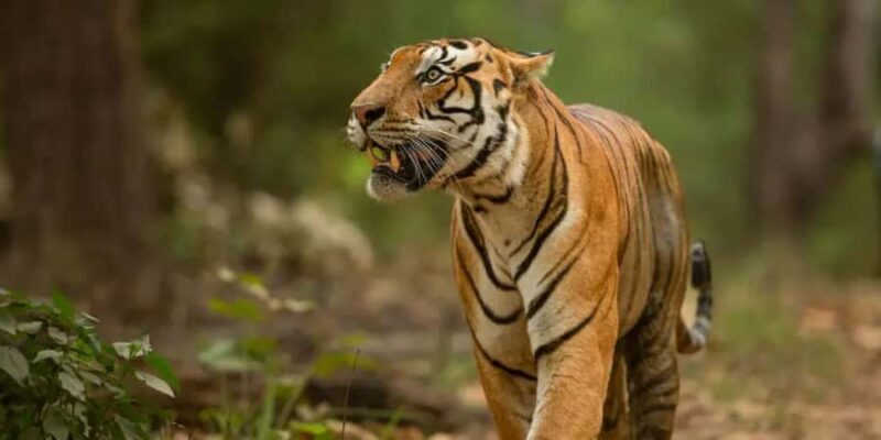 From Jaipur: Private Ranthambore Park Trip with Tiger Safari - Authentic Insights from Past Reviews