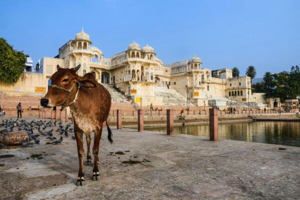 From Jaipur: Private Self-Guided Same Day Trip to Pushkar - The Sum Up