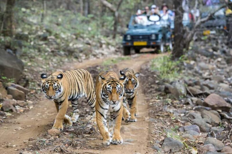 From Jaipur: Ranthambore National Park Day Tour with Safari - The Journey: From Jaipur to Ranthambore