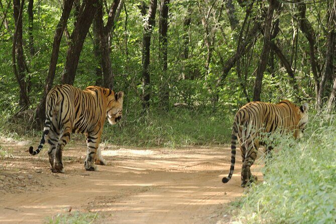 From Jaipur Ranthambore National Park Day Trip with Safari - Additional Considerations